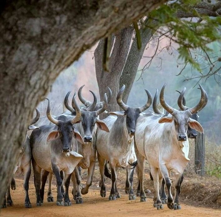 देसी गायें