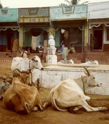 गाँव में गायें